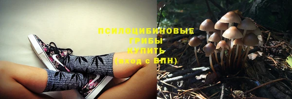 индика Аркадак